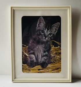 Kattebillede i retro ramme